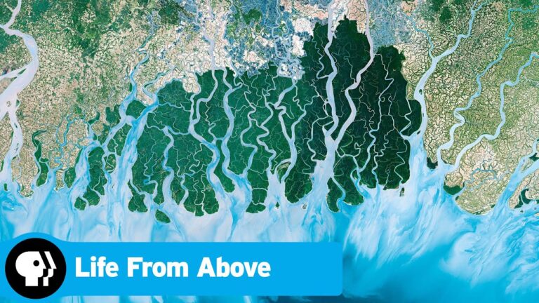 Satellite view of a river delta with winding waterways and lush green land, with "Life From Above" text and PBS logo.
