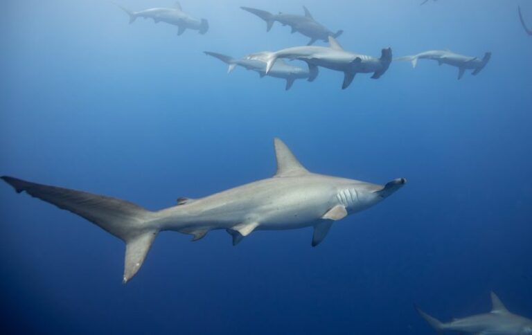A group of hammerhead sharks swimming together in deep blue ocean water.