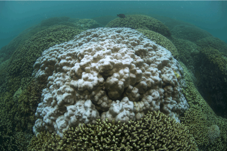 A large coral head shows signs of bleaching, surrounded by healthy coral underwater.