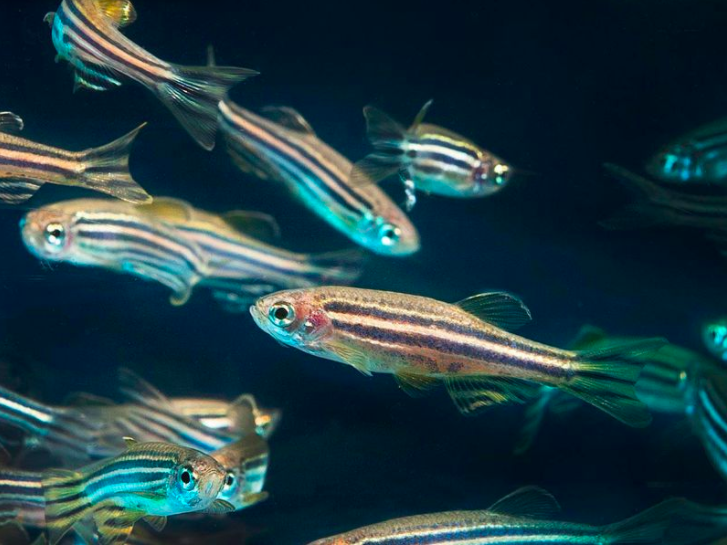 A group of small zebrafish with horizontal black and white stripes swimming in clear water.