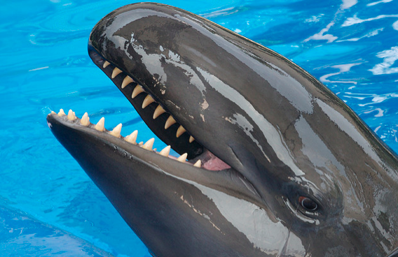 A close-up of a smiling pilot whale with its mouth open in bright blue water.