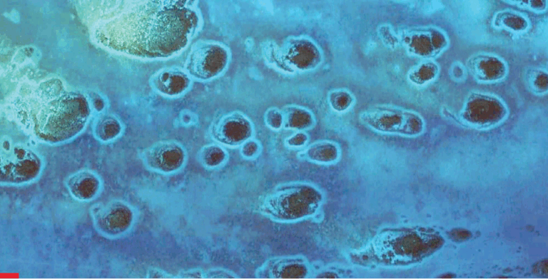 Aerial view of shallow blue water with oval sand formations surrounded by lighter blue rings.