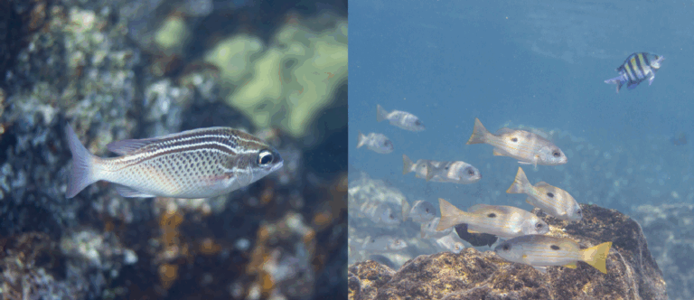 Left: Close-up of a striped fish. Right: A school of fish swimming near rocks underwater.