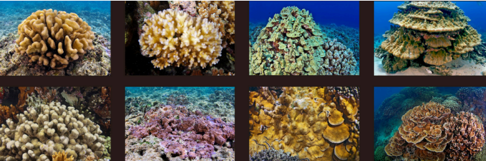 Eight different coral reefs underwater, each with unique shapes and vibrant colors, in a grid layout.
