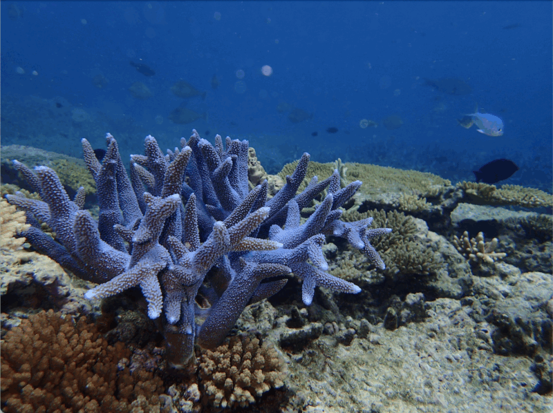 Blue coral branches underwater with fish swimming in the background and other corals on the ocean floor.