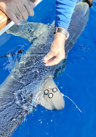 Person tagging a shark's fin with scientific markers in bright blue ocean water.