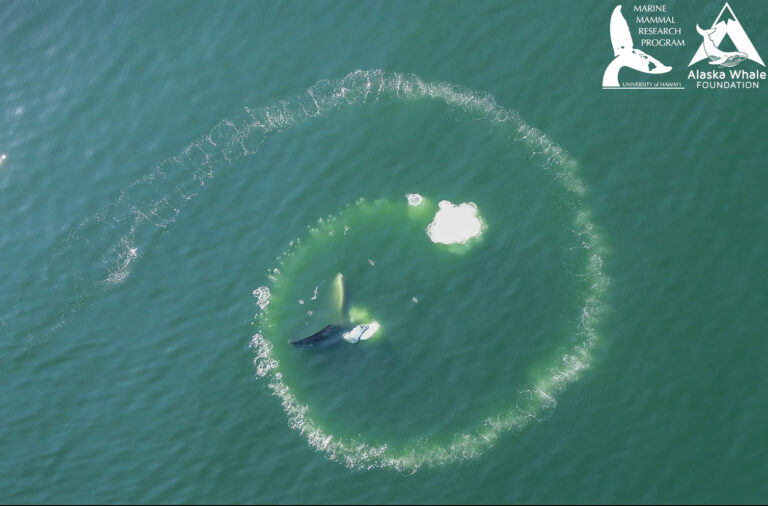 A whale creates a bubble net in green water; logos for marine research organizations are in the top right corner.