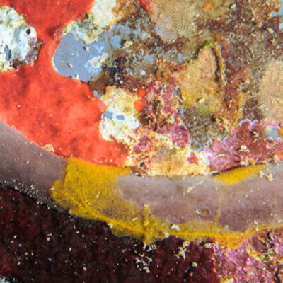 Colorful coral reef with patches of red, yellow, purple, and green marine sponges covering the surface.