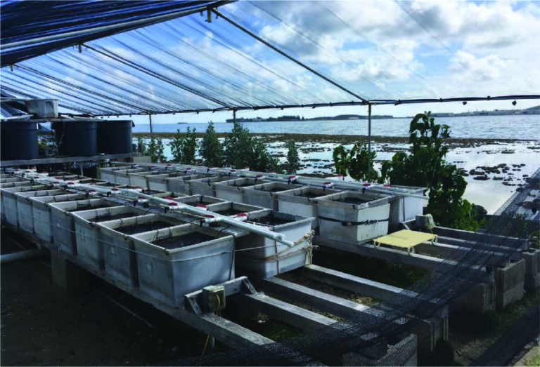 Rows of white tanks under a clear tarp structure near a shoreline, used for aquaculture or marine research.
