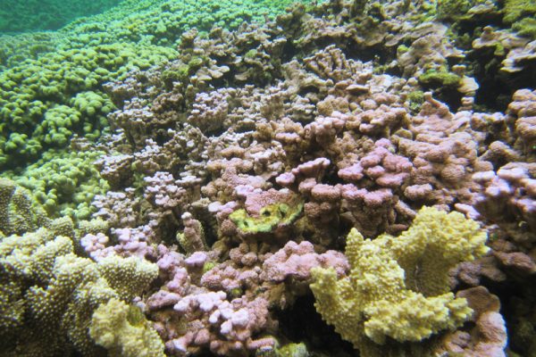Colorful coral reef underwater with various shades of green, yellow, and purple coral formations.