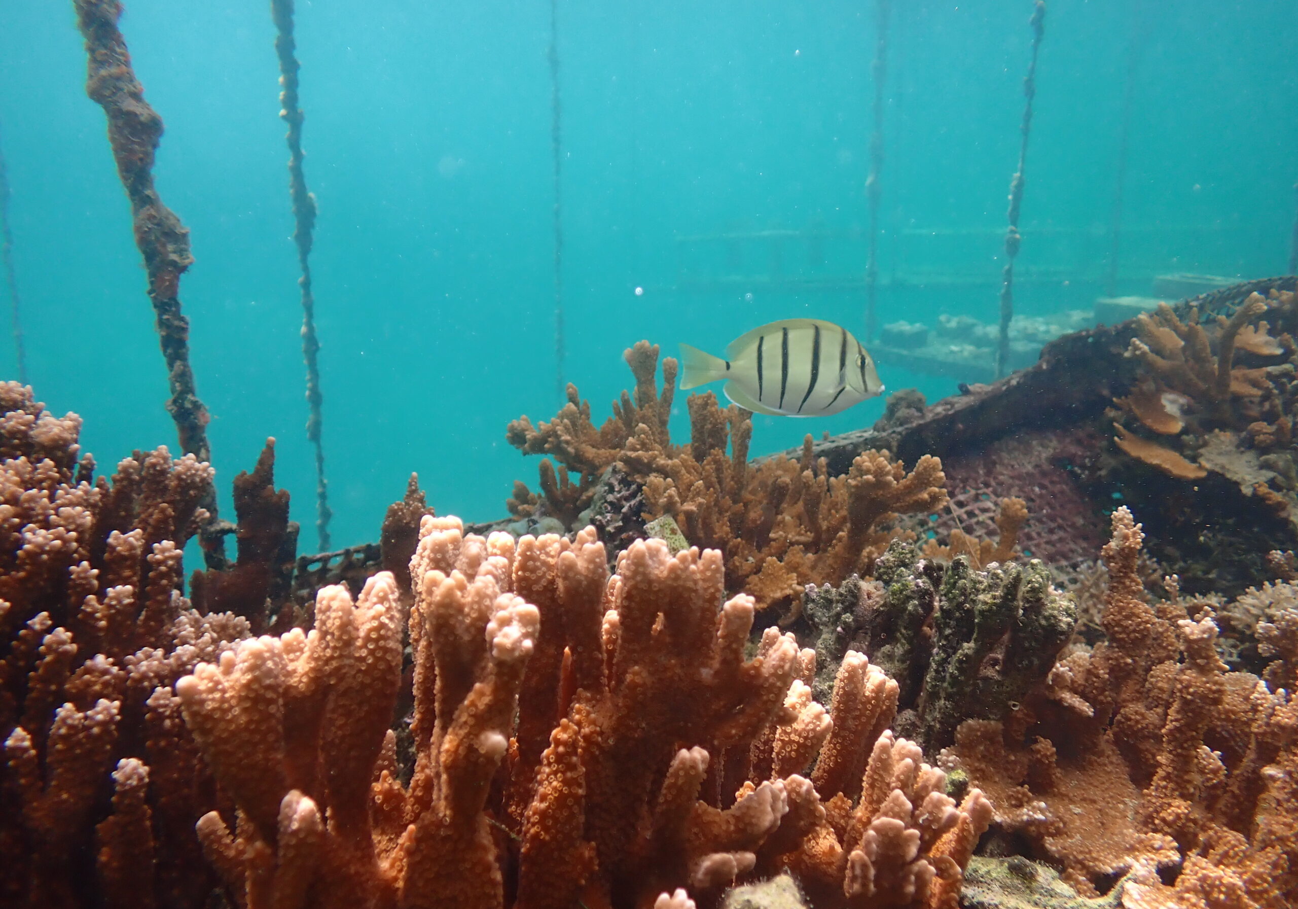 A striped fish swims above coral reefs underwater, with ropes and blue water in the background.