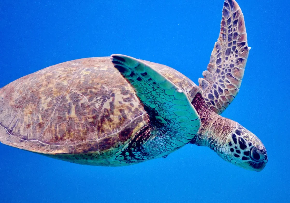 A sea turtle swims underwater against a clear blue background.