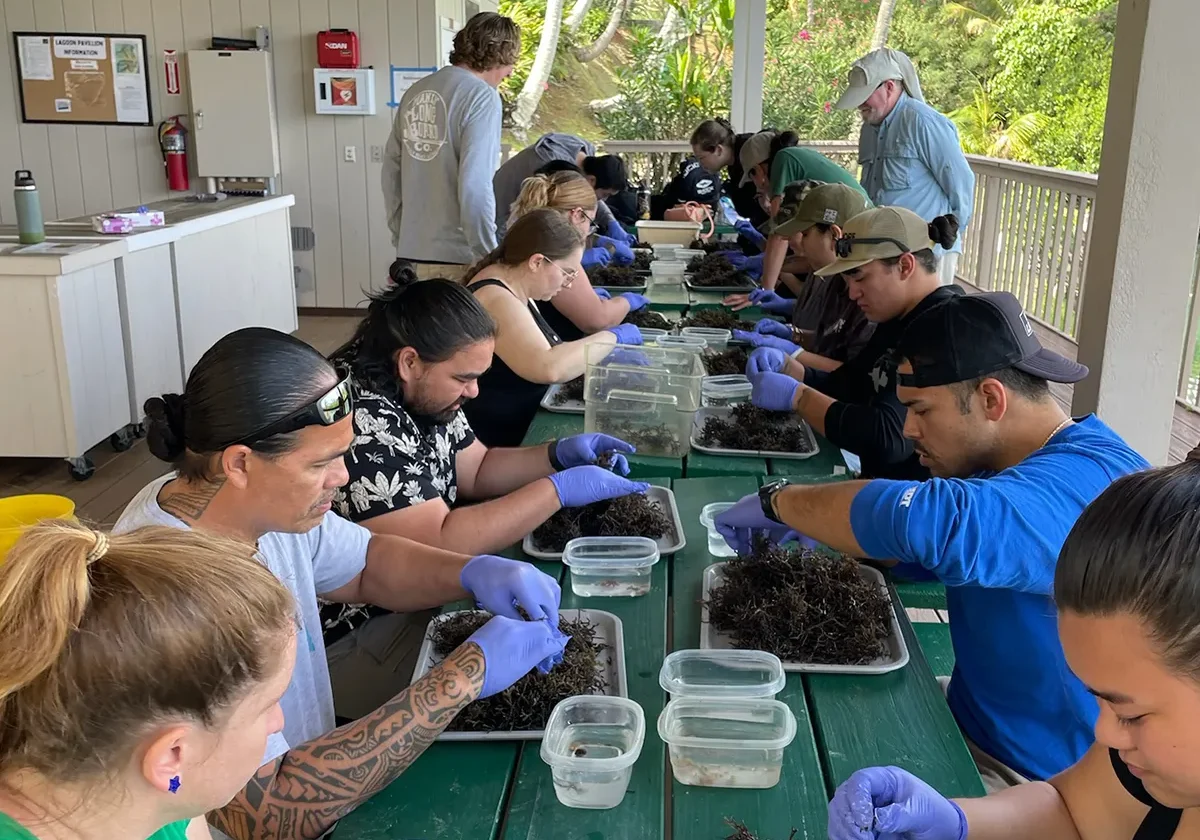 People wearing gloves sit at tables sorting seaweed into containers in an outdoor setting with plants in the background.