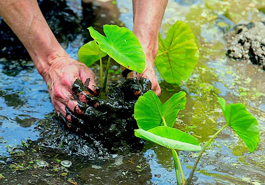 Hands planting young green taro plants in wet, muddy soil.