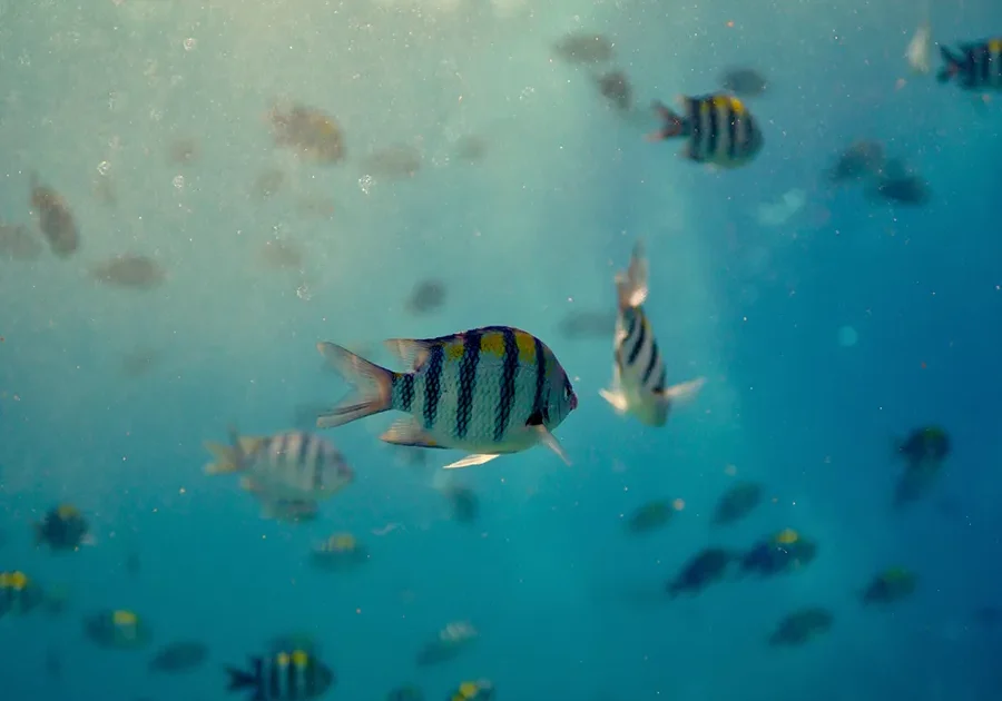 A group of striped tropical fish swimming underwater in clear blue ocean.