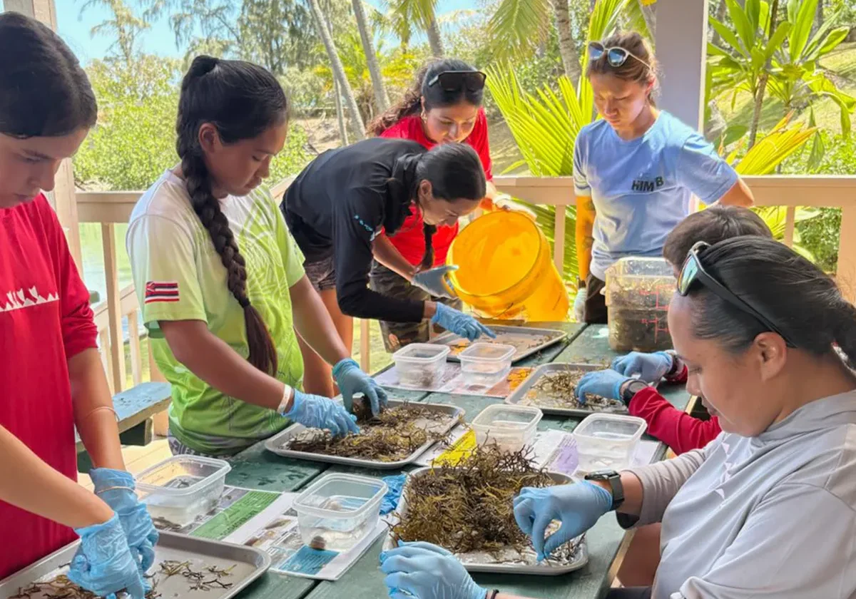Six people wearing gloves sort seaweed and debris on trays outdoors near tropical plants and trees.