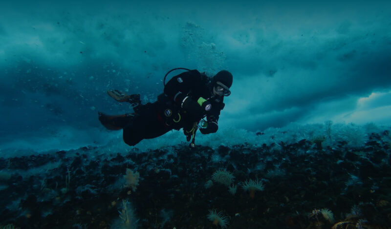 A scuba diver in cold gear swims underwater above a seabed with marine life and icy blue surroundings.
