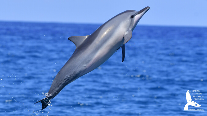 A dolphin leaps out of the blue ocean water under a clear sky.