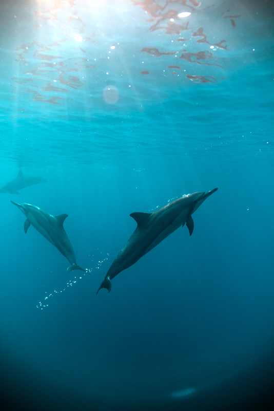 Two dolphins swimming underwater with sunlight streaming through the blue ocean above them.