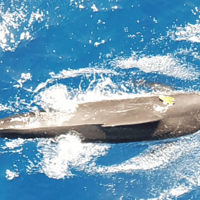 A sperm whale swims near the ocean surface, creating swirling patterns in the bright blue water.