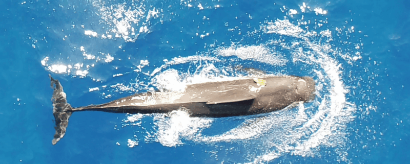 A sperm whale swims near the ocean surface, creating swirling patterns in the bright blue water.