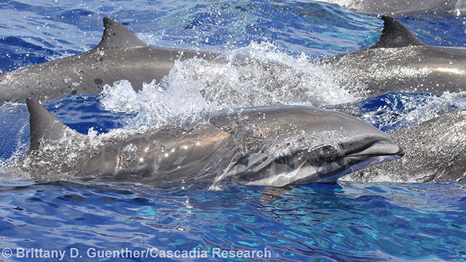 A group of dolphins swims at the ocean surface, splashing water under the bright sunlight.