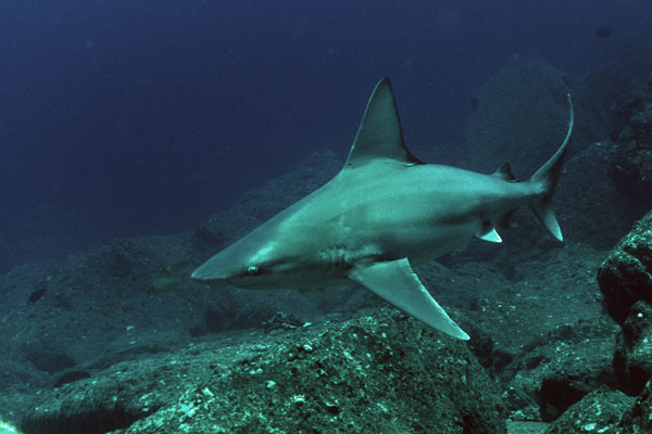 A shark swims underwater near rocky ocean terrain.