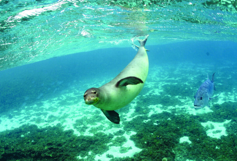 A sea lion swims underwater near the ocean floor as a large fish swims behind it.