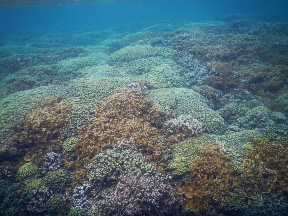 Underwater view of a colorful coral reef with various coral formations and clear blue water.