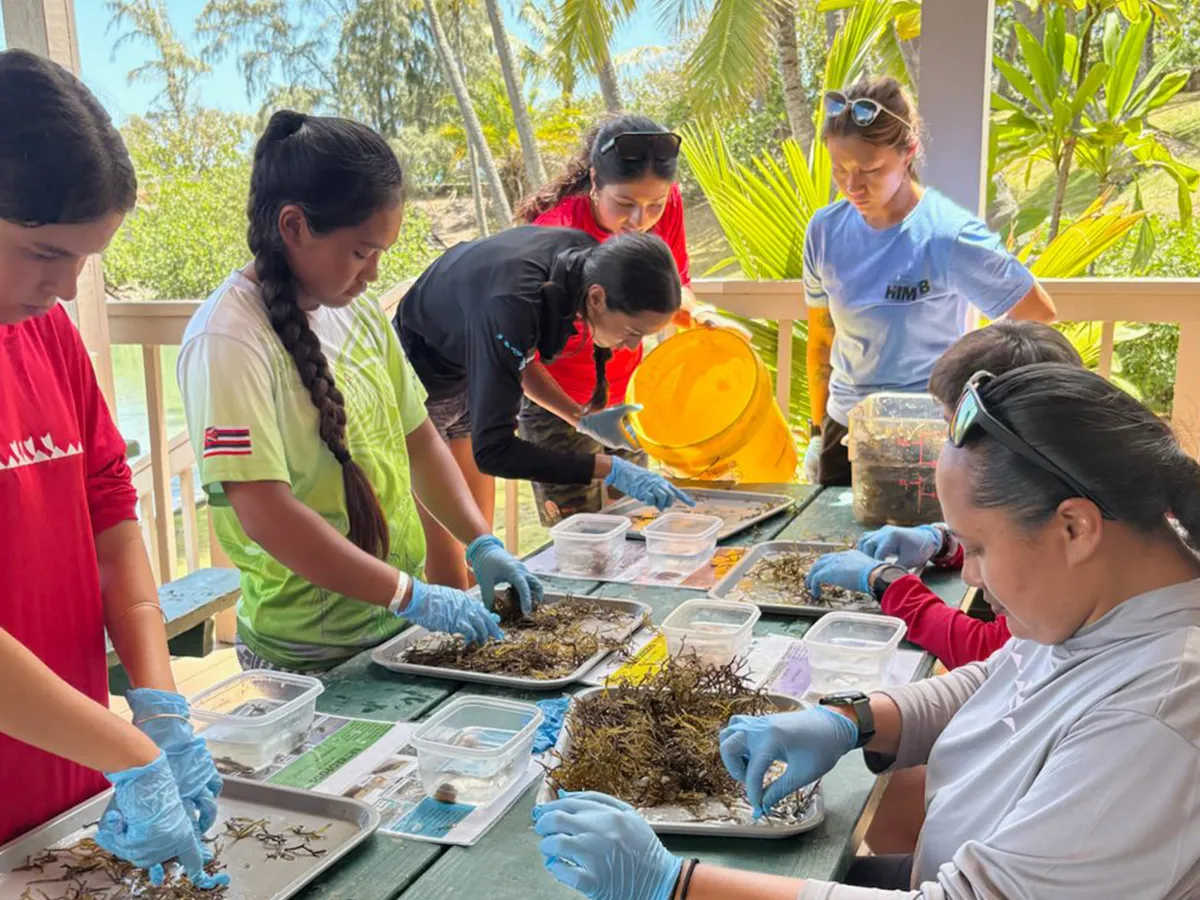 Six people wearing gloves sort seaweed on trays at a table outdoors, surrounded by tropical plants.
