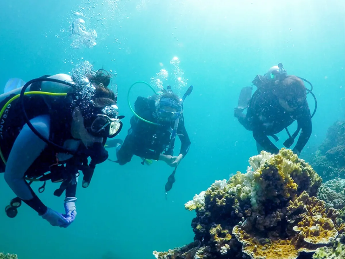 Three scuba divers exploring a vibrant coral reef underwater, surrounded by clear blue water and sunlight.
