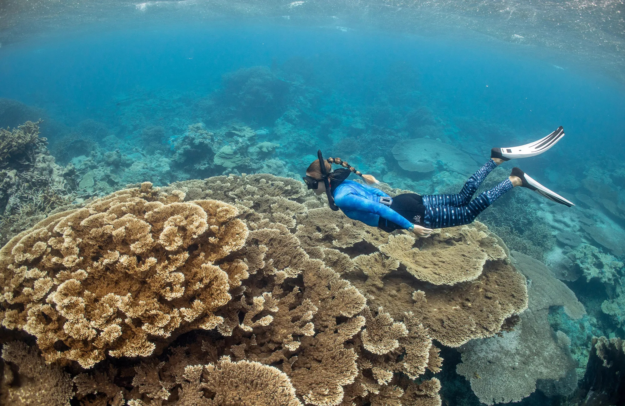 A snorkeler in blue gear swims above colorful coral reefs in clear, shallow ocean water.