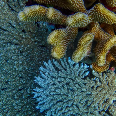Colorful underwater corals of different shapes and textures growing close together on the ocean floor.