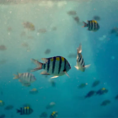 Several small, striped fish swim underwater in clear blue ocean water, with light filtering from above.