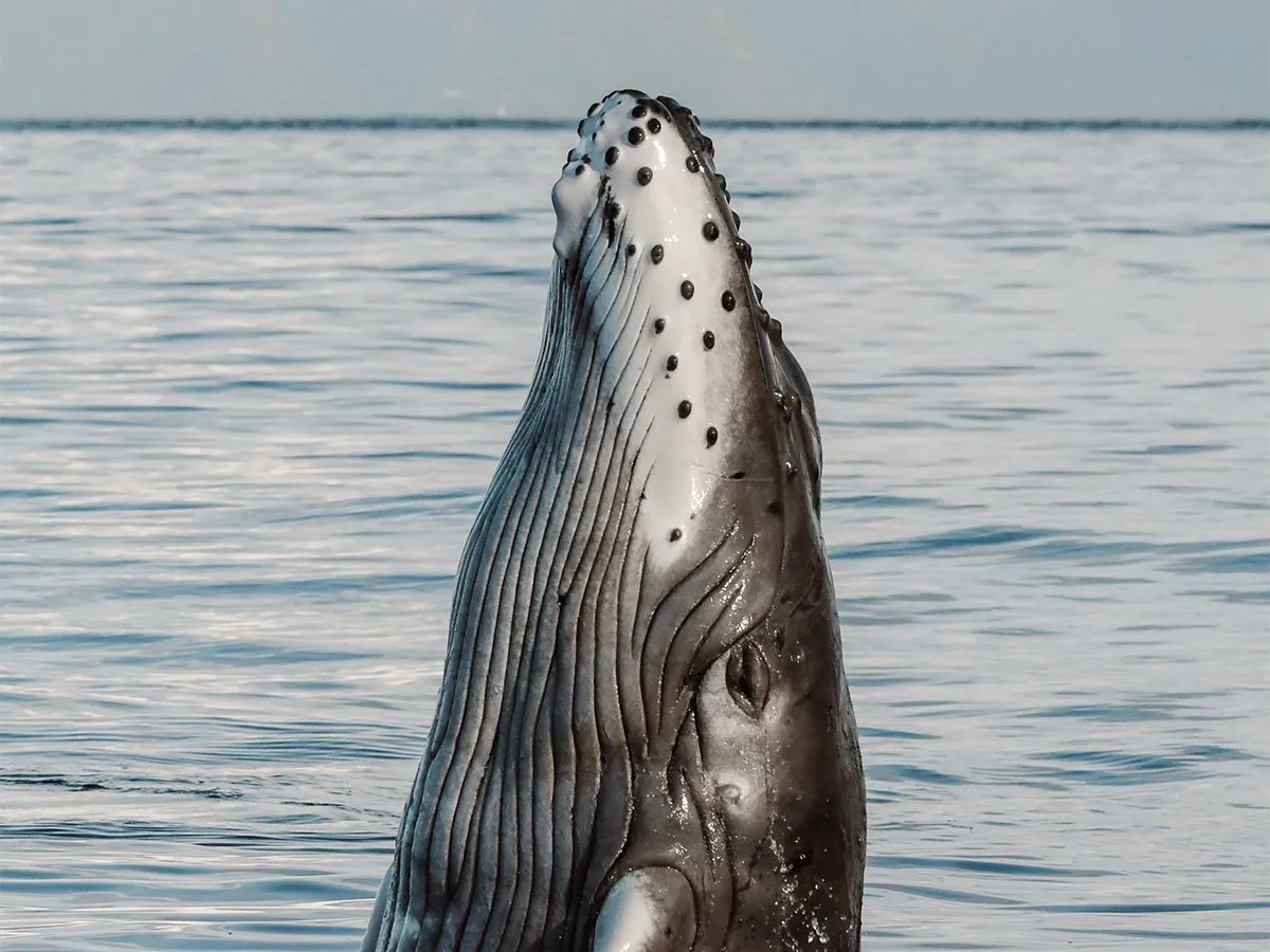 A humpback whale pokes its head above the calm ocean surface, showing barnacles and grooves.