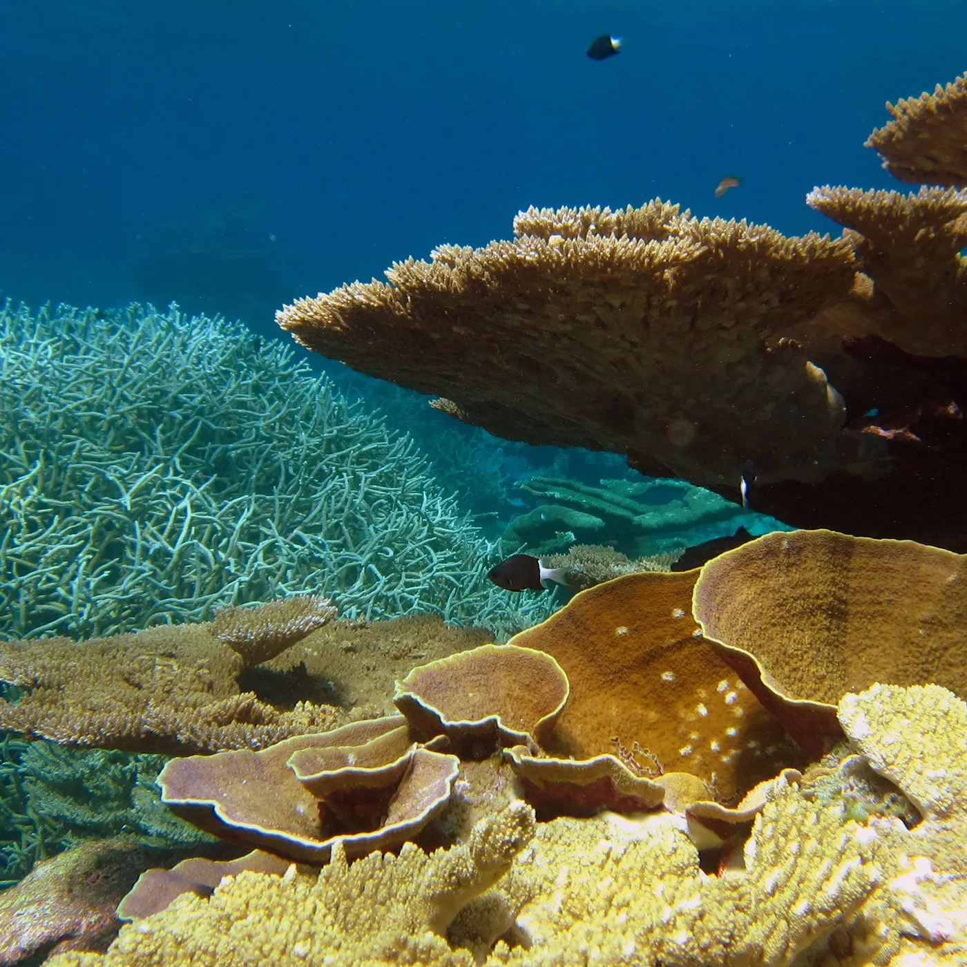 Colorful coral reef with various coral shapes and fish swimming in clear blue ocean water.