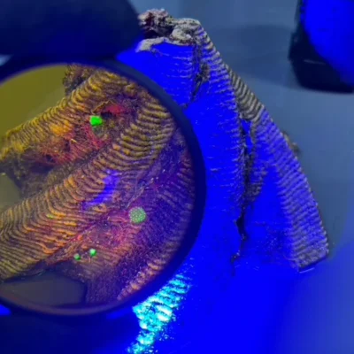 A hand holds a yellow lens over coral, revealing green fluorescent spots under blue light.