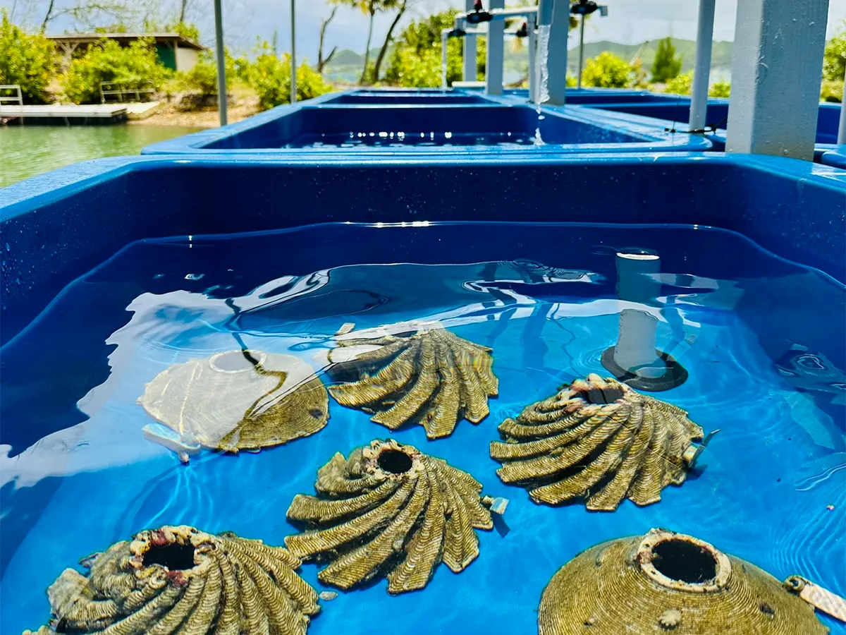 Several sea snails in blue water tanks outdoors, likely part of an aquaculture or marine research setup.