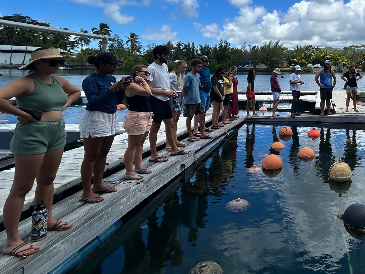 A group of people stands on a dock by the water, looking at turtles swimming below on a sunny day.