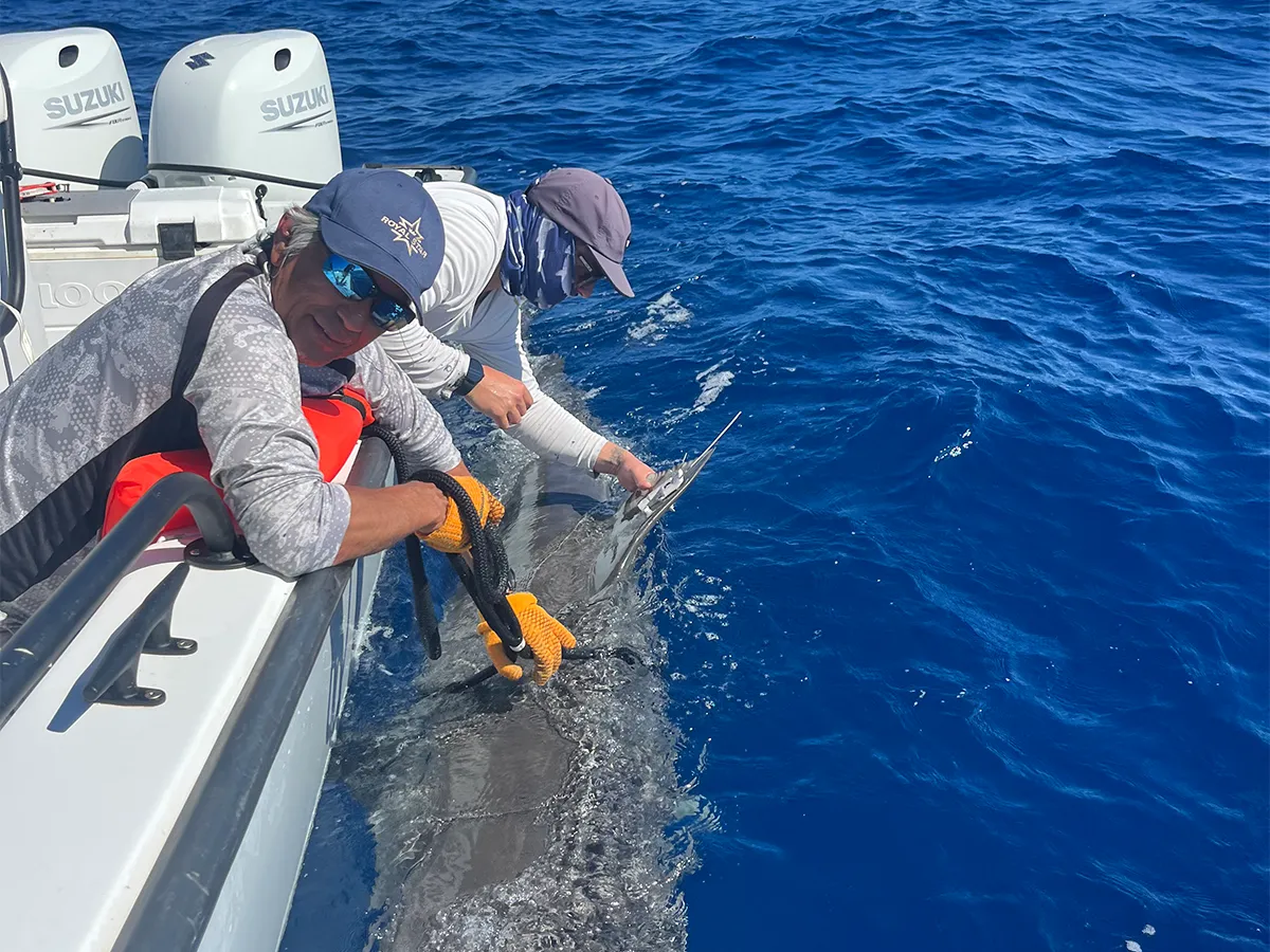 Two people on a boat release a large fish into the bright blue ocean under clear skies.