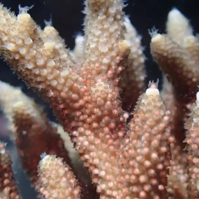 Close-up view of coral branches underwater, showing their textured surface and tiny polyps.