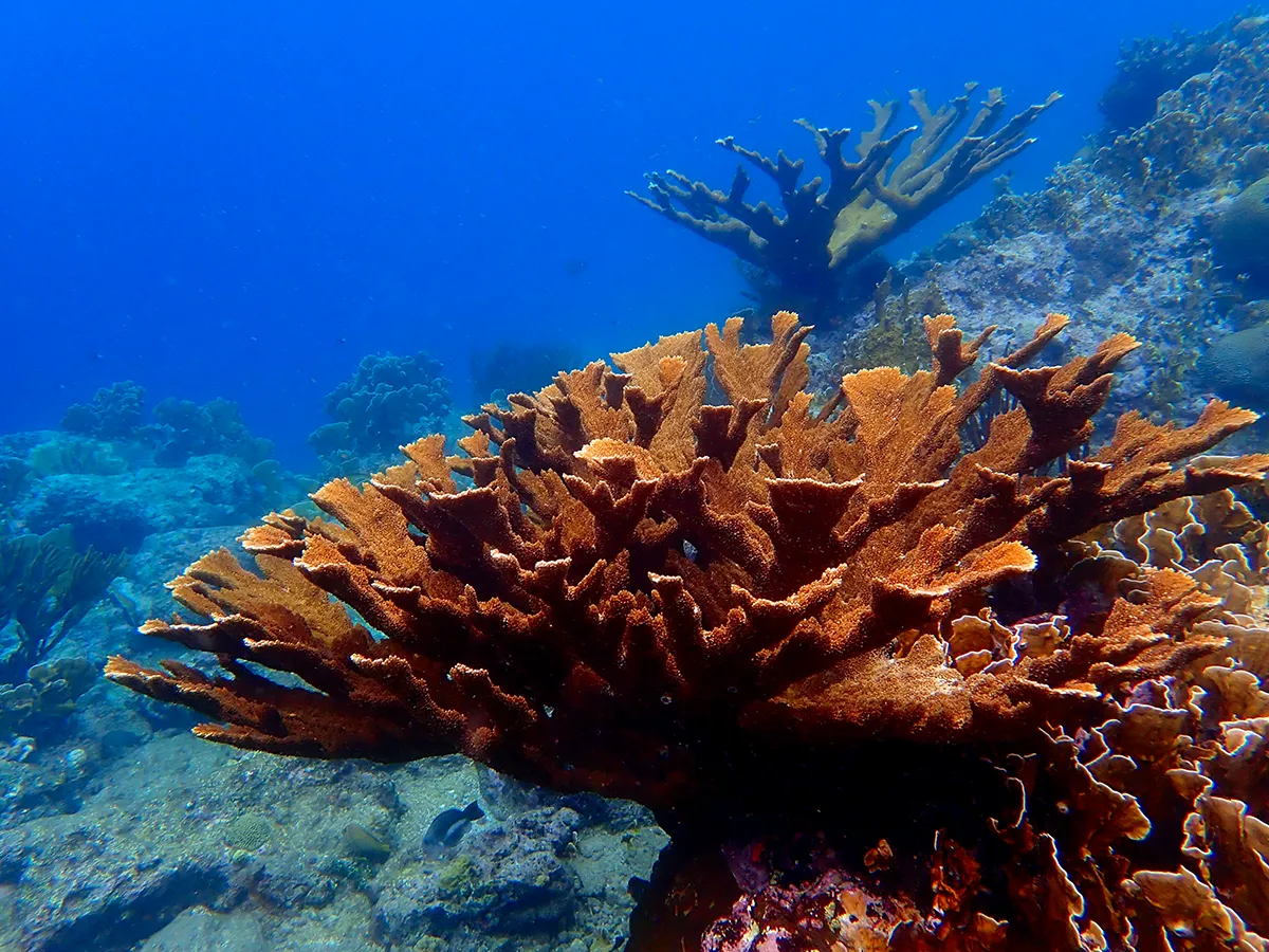 Large orange elkhorn coral underwater surrounded by blue water and other coral formations in the background.
