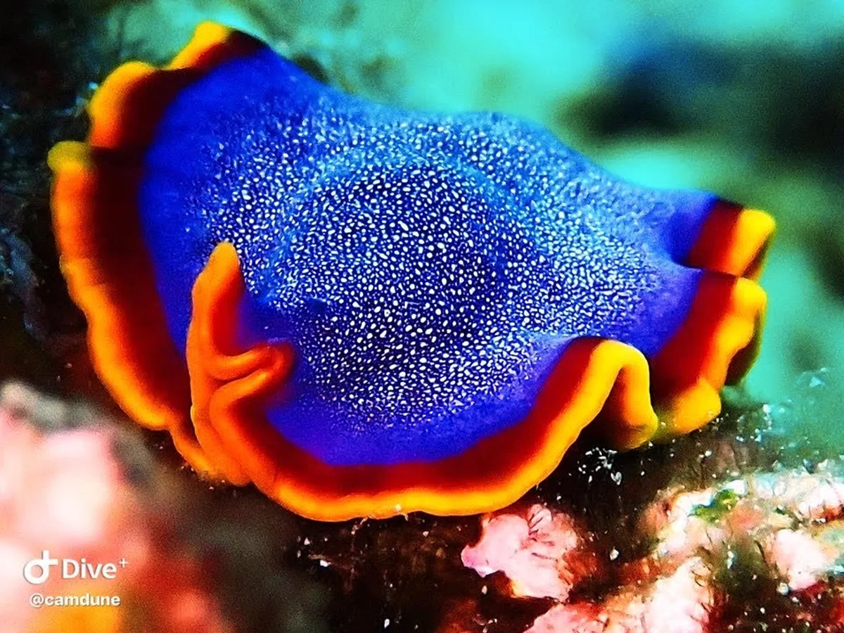 A vibrant blue flatworm with orange and yellow edges glides over a coral reef underwater.