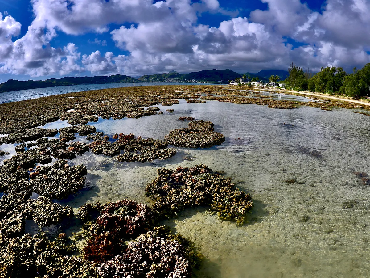 Shallow coastal water with exposed coral reefs under a partly cloudy sky, mountains, and trees in the distance.