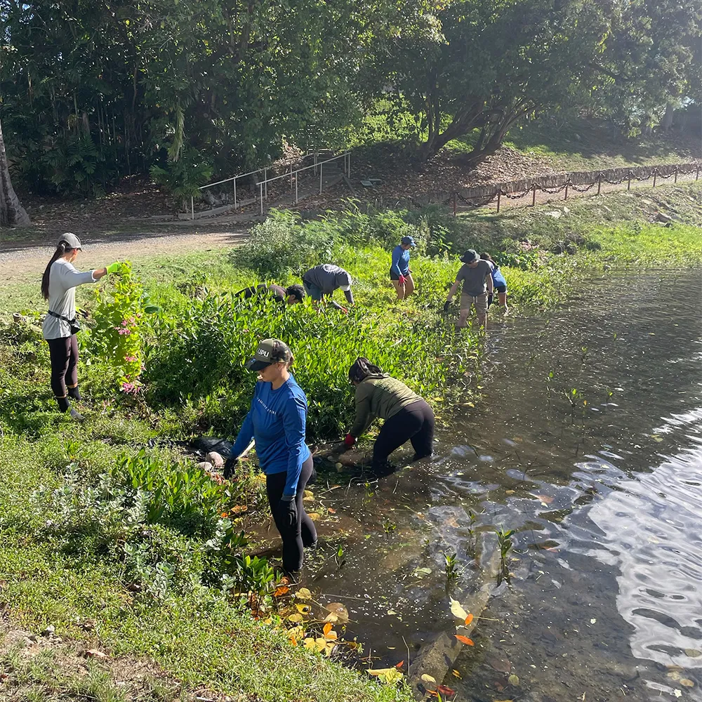 A group of people work together to remove plants along the edge of a pond on a sunny day.
