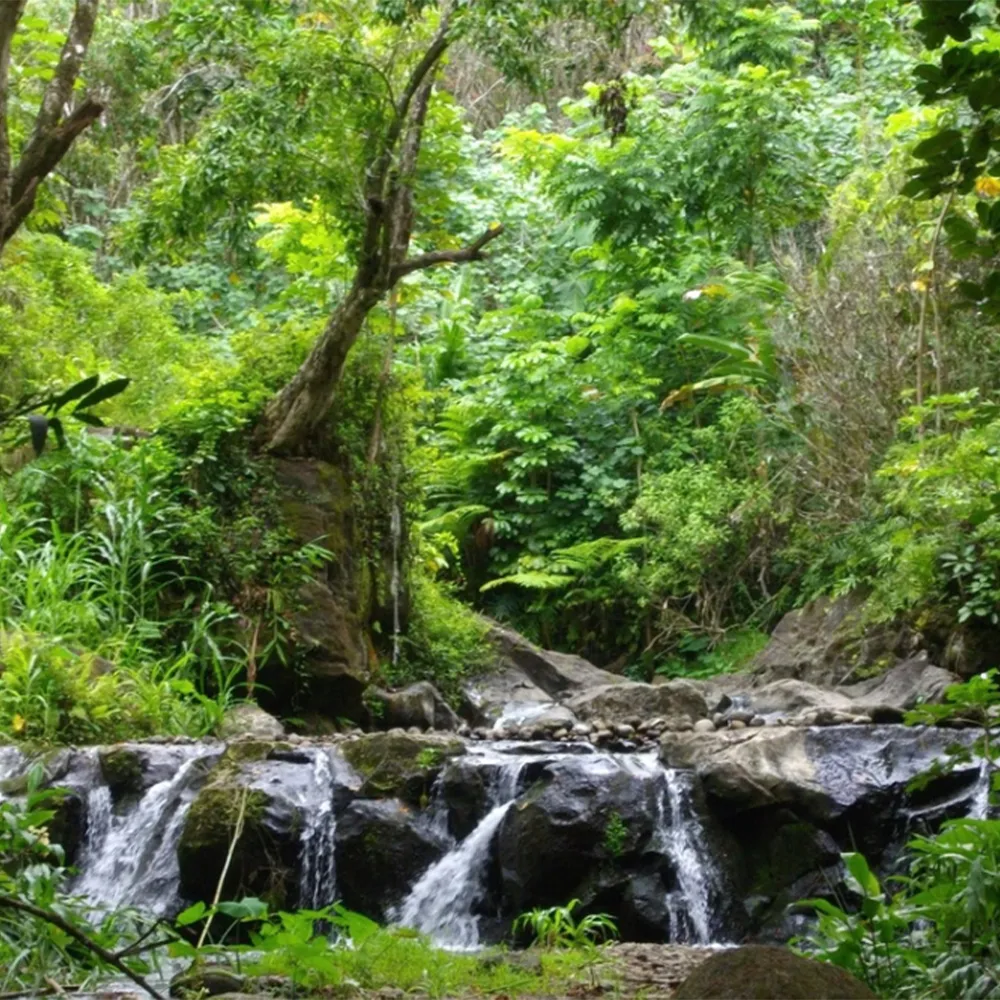 Small waterfall flows over rocks in a lush, green forest with dense trees and plants surrounding the stream.