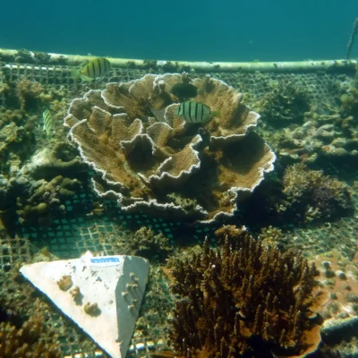 Coral and fish grow on a submerged metal grid structure, with a labeled triangular marker underwater.