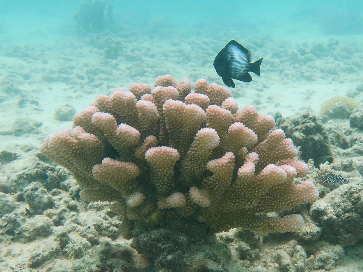 A black fish swims above pink coral on the ocean floor in clear, shallow water.