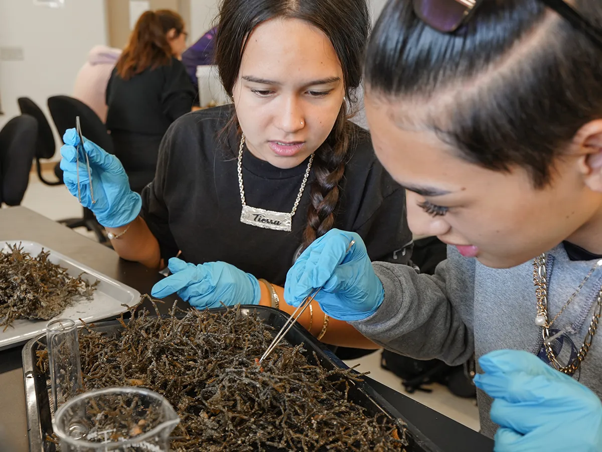 Two students wearing blue gloves use tweezers to examine seaweed on trays in a science classroom.