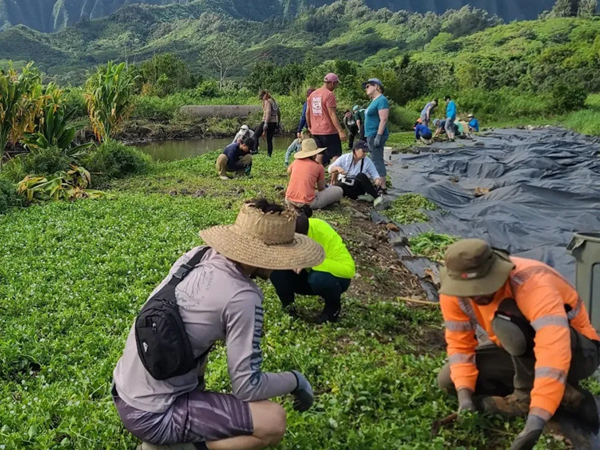 A group of people work together weeding and gardening in a lush, green outdoor area with mountains in the background.